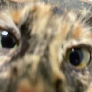 Meet your Posher, Karleigh